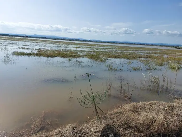 Asaja estima que la dana Alice provoca dos millones en pérdidas en el arroz y València suspende