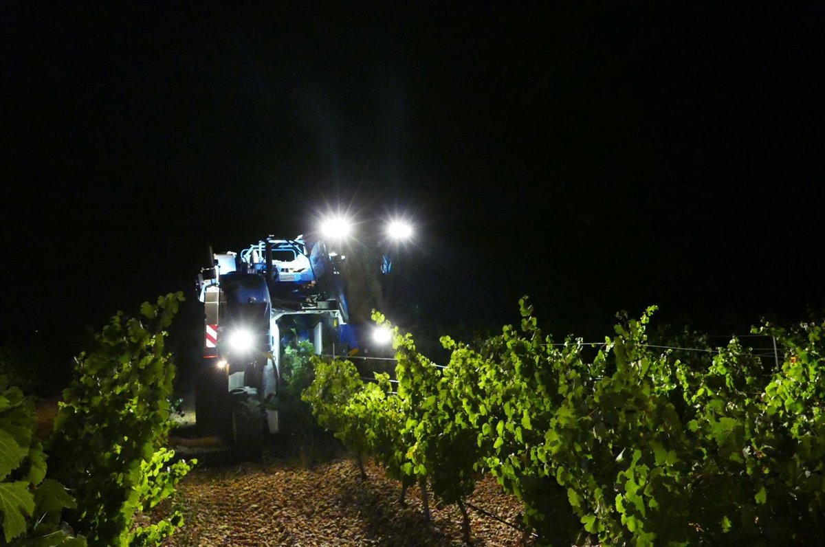 La cosecha de uva se ve afectada en diversas regiones, con dificultades en precios y mildiu presente
