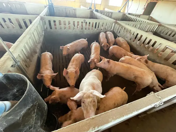 Vaquero considera que aún es posible negociar con China a pesar de los aranceles al porcino