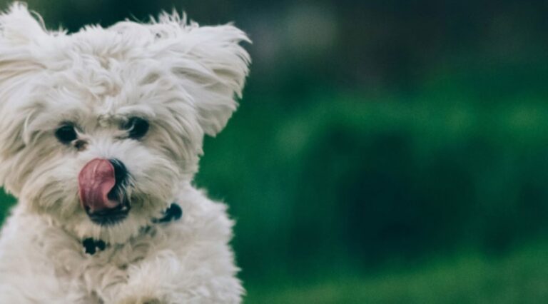 Vitoria-Gasteiz evaluará la opción de establecer un cementerio para mascotas en la ciudad