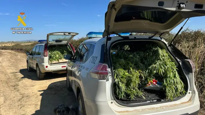 Desmantelan una plantación de marihuana en una finca de Logrosán y rastrean a su dueño