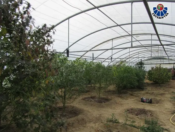 Desmanteladas dos plantaciones de cannabis en Bizkaia; tres personas acusadas por delitos de salud