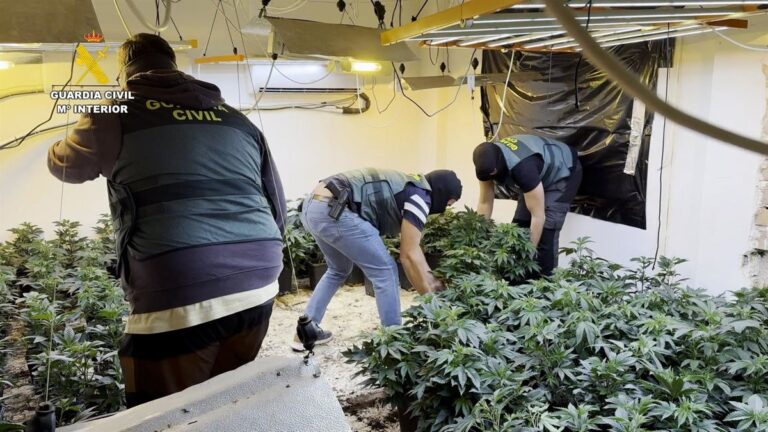 Desarticulan una red de marihuana en Granada con 35 arrestos y 17.000 plantas confiscadas