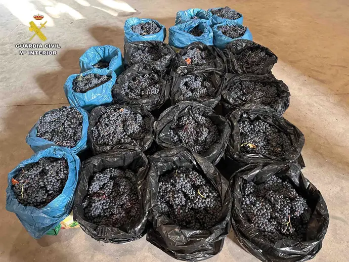 cuatro personas son investigadas por la Guardia Civil en La Rioja por el robo de 500 kilos de uva
