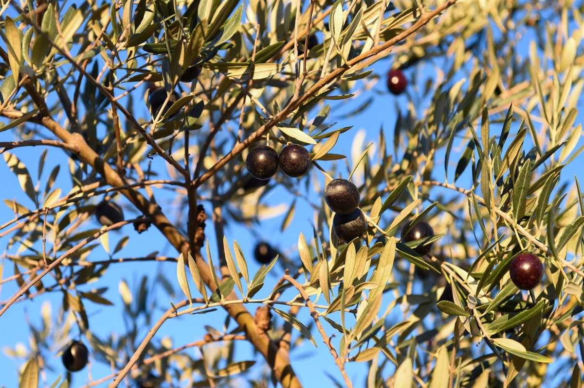 Agricultura presenta la nueva normativa de comercialización del aceite de oliva para la campaña