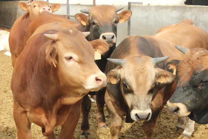 Aragón contará con 80.000 vacunas para proteger su cabaña bovina de la dermatosis nodular