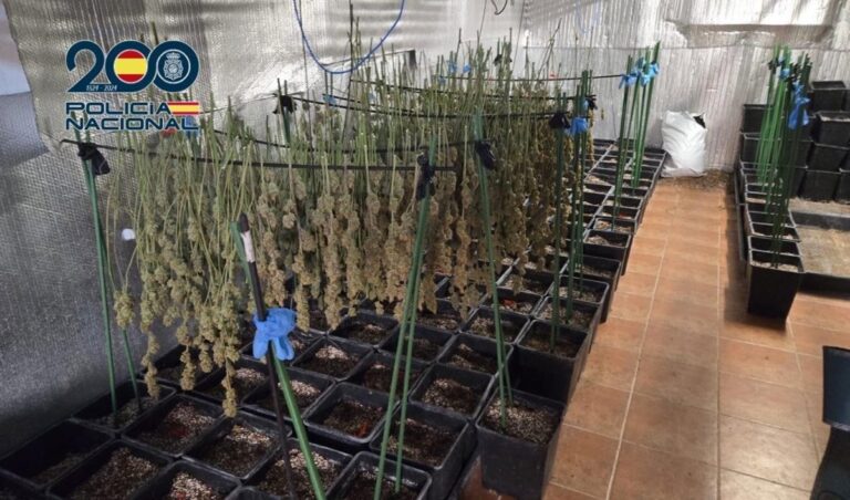 Desmantelada una plantación de cannabis en Ugena con la detención de cuatro personas