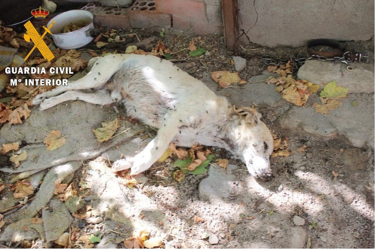 Rescatan 18 perros sin atención veterinaria en Nava de la Asunción, dos de ellos ya muertos