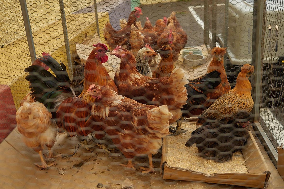 Planas advierte sobre la necesidad de vigilar para que nadie especule con el precio de los huevos
