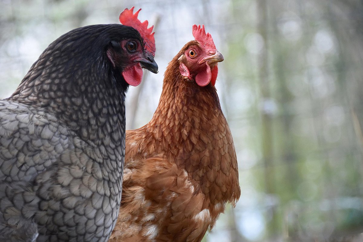 Desde este martes, queda prohibida la cría de aves de corral al aire libre por la influenza aviar