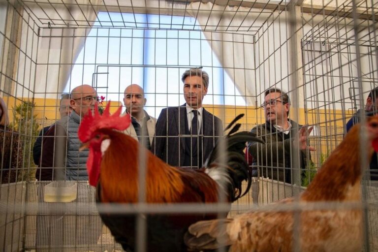 La Diputación de Córdoba cancela Avicor 2025 por la actual situación de gripe aviar en la región
