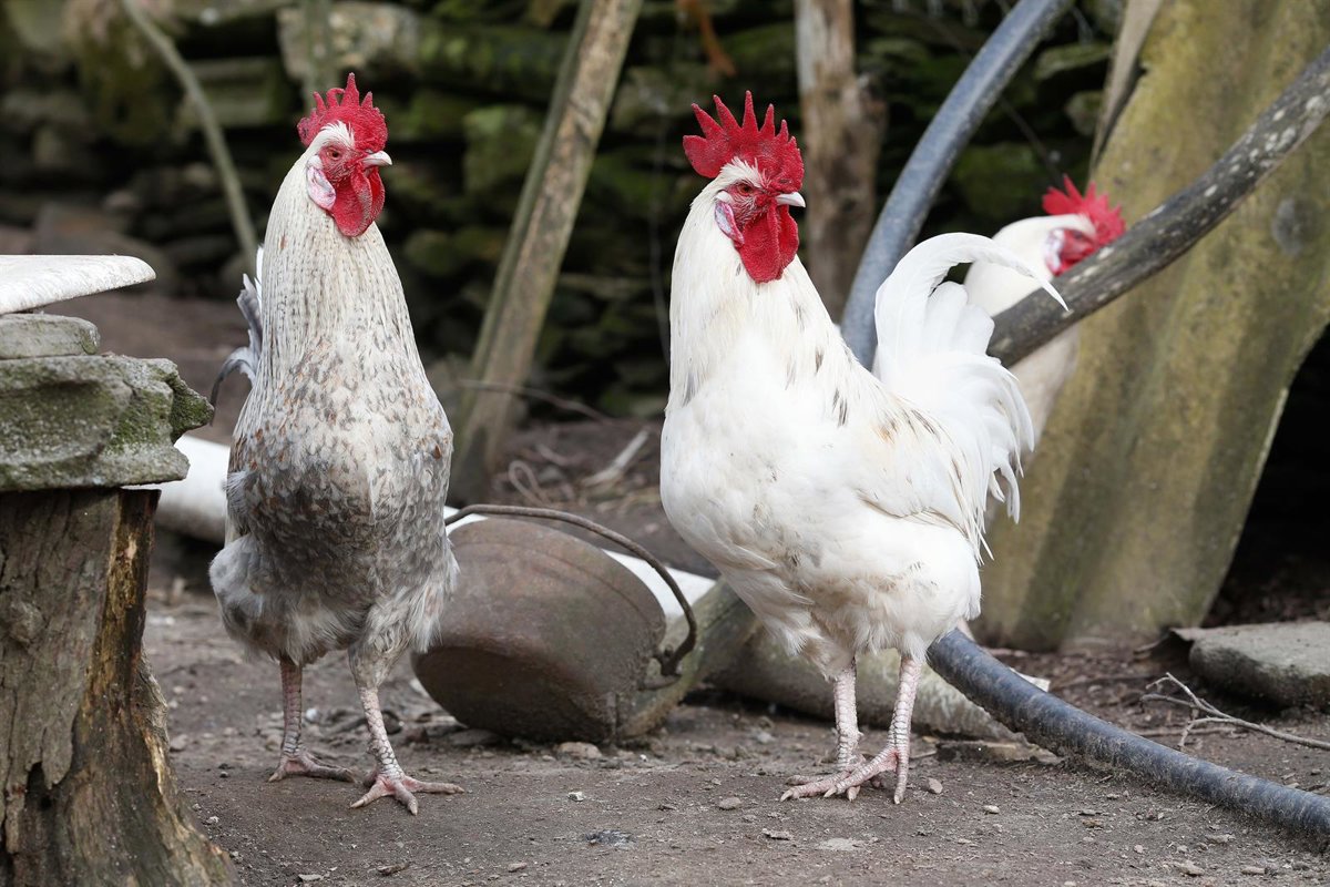 Gobierno Vasco pide respetar el confinamiento de aves de corral y reforzar las bioseguridades en
