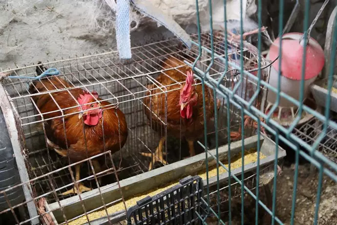 Extremadura reporta ocho casos de gripe aviar en aves silvestres, sin afectación en granjas de