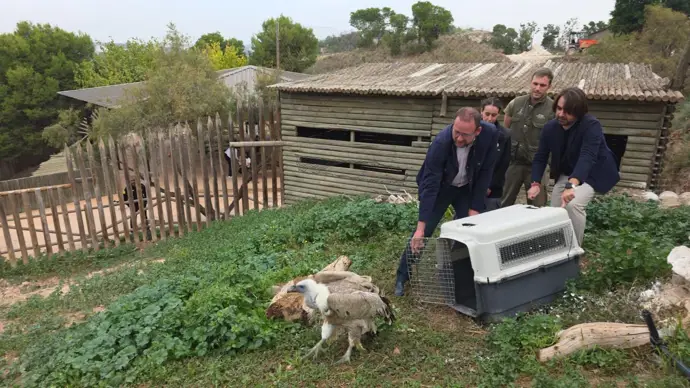 Terra Natura Murcia presenta un nuevo ejemplar de buitre leonado en sus instalaciones