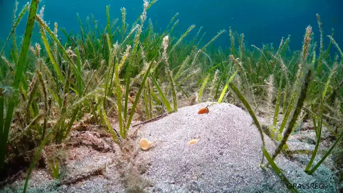 El IEO-CSIC implementa nuevas estrategias para restaurar las praderas de Cymodocea nodosa en el Mar
