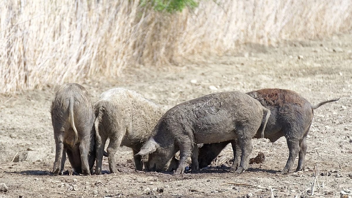La UE envía especialistas a Cataluña para controlar el brote de peste porcina