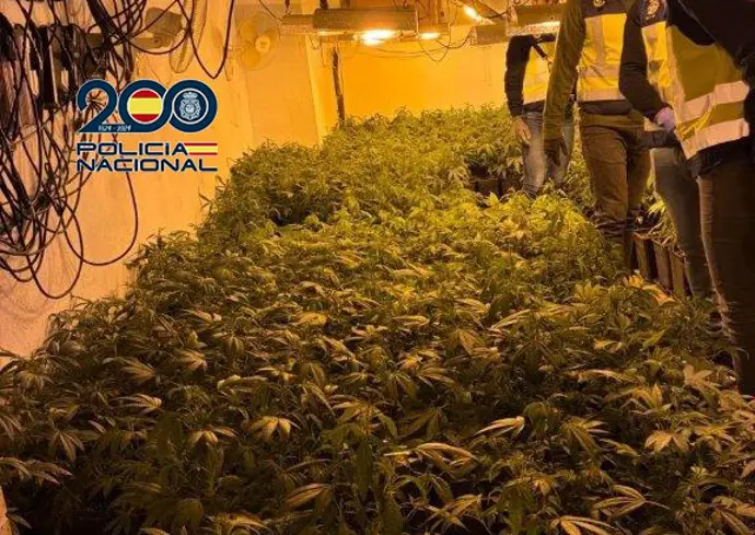 Detienen a un hombre tras desmantelar un cultivo de marihuana indoor en Torrent con 600 plantas