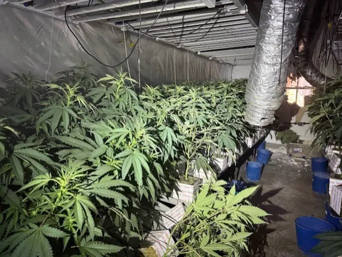 Incendios en Sant Martí revelan cultivos de marihuana en domicilios afectados