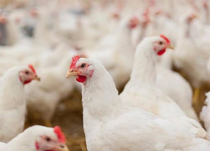 Archivo - Gallinas.