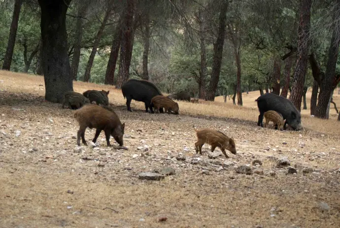 Extremadura establece una emergencia cinegética temporal por la peste porcina africana