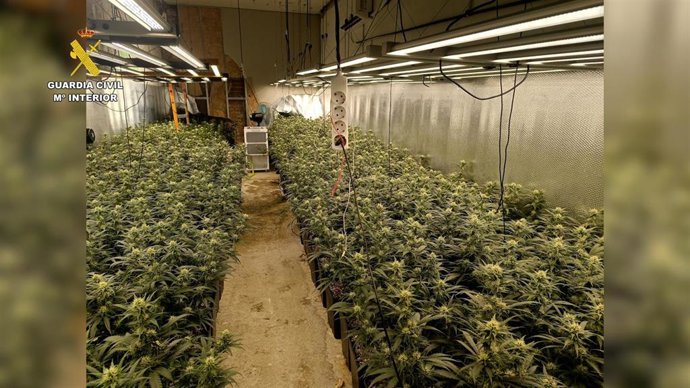 Desmantelada una plantación de marihuana de alto rendimiento en Erustes (Toledo).