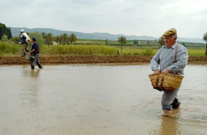 El gobierno regional destina cerca de 200.000 euros para apoyar a 48 agricultores del Coto Arrocero