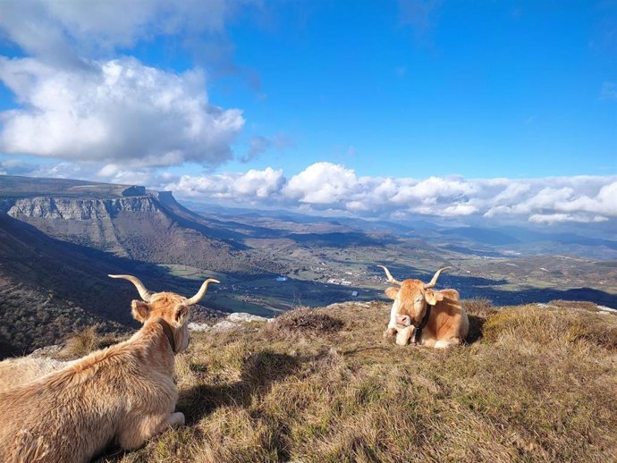 Archivo - Vacas en el puerto de Ordu&ntilde;a