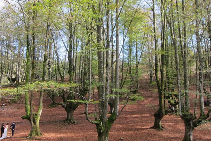 Archivo - Bosque