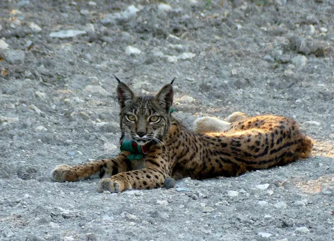 La Junta liberará nueve linces ibéricos en el Cerrato Palentino esta primavera