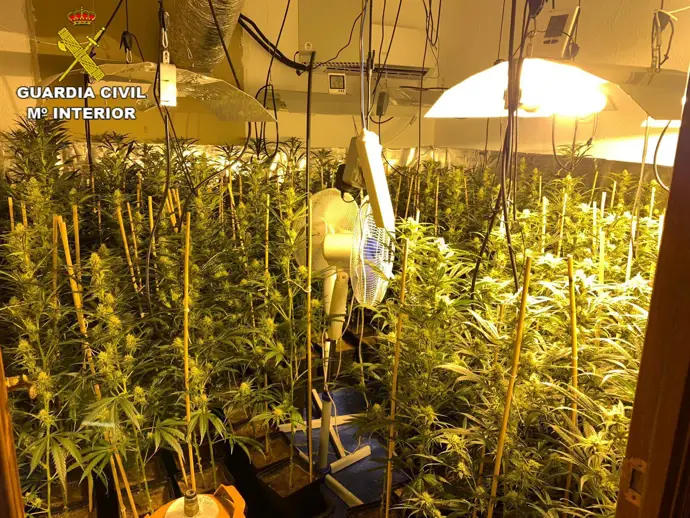 Ocho arrestados por cultivo de marihuana 'indoor' en plantaciones de Manzanares el Real y Toledo