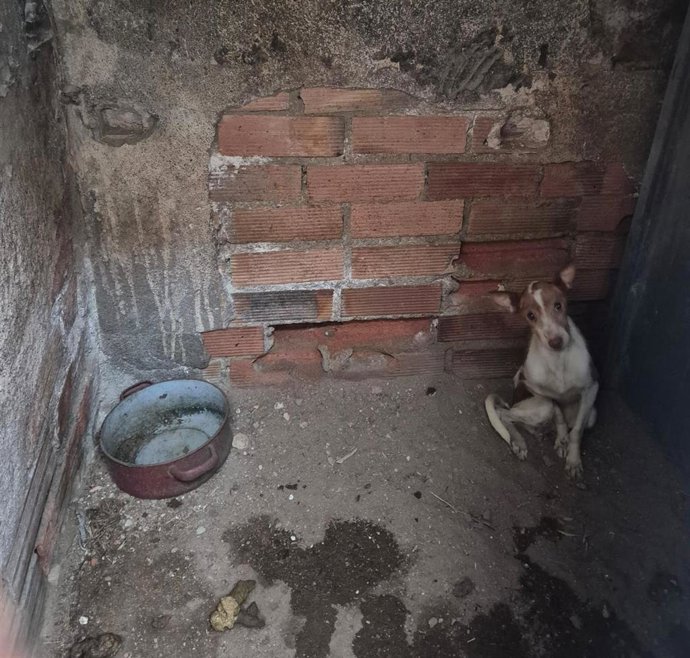 Uno de los perros rescatados.
