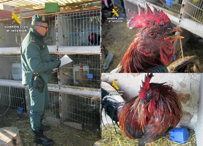Investigan a un residente de Caravaca de la Cruz por maltrato a gallos de pelea