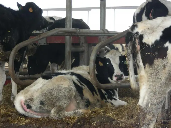 Agricultura anticipa las ayudas vinculadas a la ganadería de la PAC para 2025