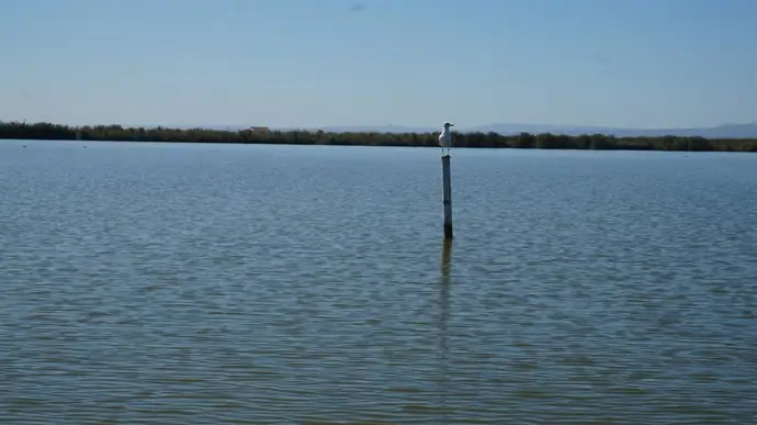 La UPV y el Ayuntamiento de València crean una herramienta para monitorear la salud de la Albufera