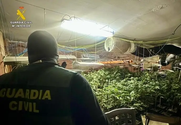 Detenidos por manejar un cultivo interior de 446 plantas de marihuana en Malpartida de Plasencia