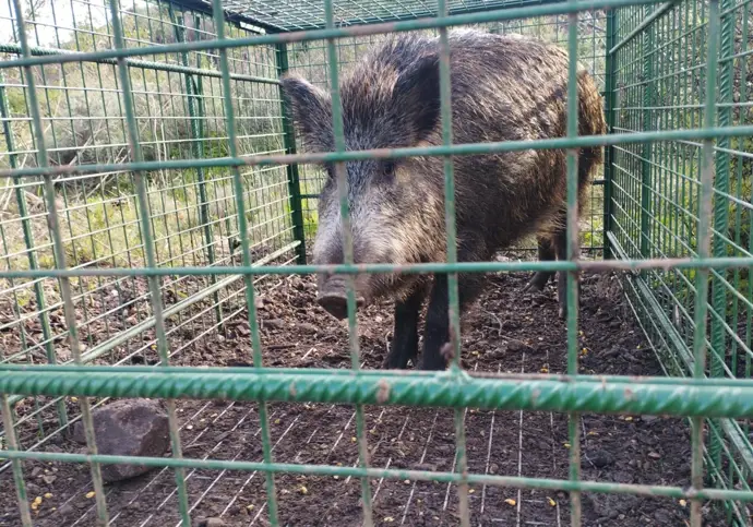Medidas recientes para disminuir la presencia de jabalíes en áreas urbanas y sus alrededores