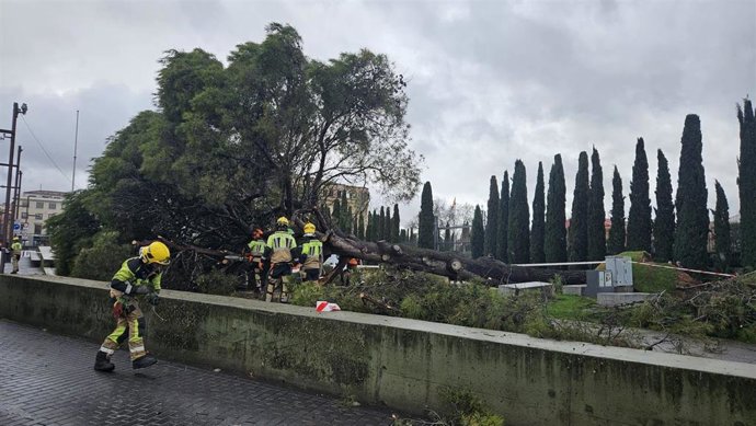 Cae un pino de m&aacute;s de 60 a&ntilde;os en la Plaza de Espa&ntilde;a de Guadalajara tras las borrascas