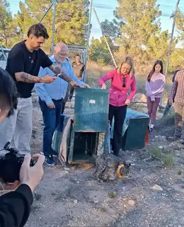 Wailer y Winder, linces cacereños, prosperan en Campos de Hellín tras su reintroducción en C-LM