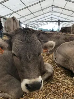 Nuevo brote de DNC bovina en Huesca: granja afectada sin vacunación cerca del primer foco