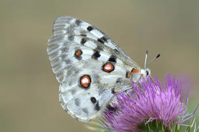 Fomentan la producción de 2.000 plantas clave para la subsistencia de una mariposa en riesgo