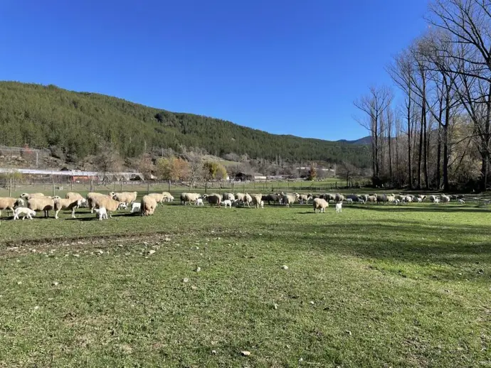 El CITA organiza en Arens de Lledó un curso dirigido a ganaderos para potenciar la valorización