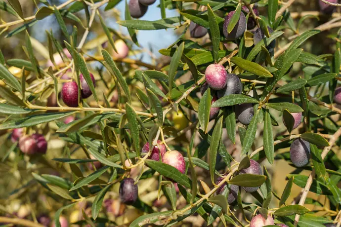 Asaja estima una producción de aceite de oliva inferior a lo previsto, mientras aumentan los