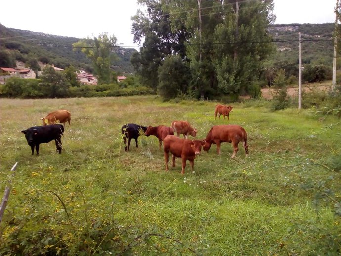 Archivo - Vacas
