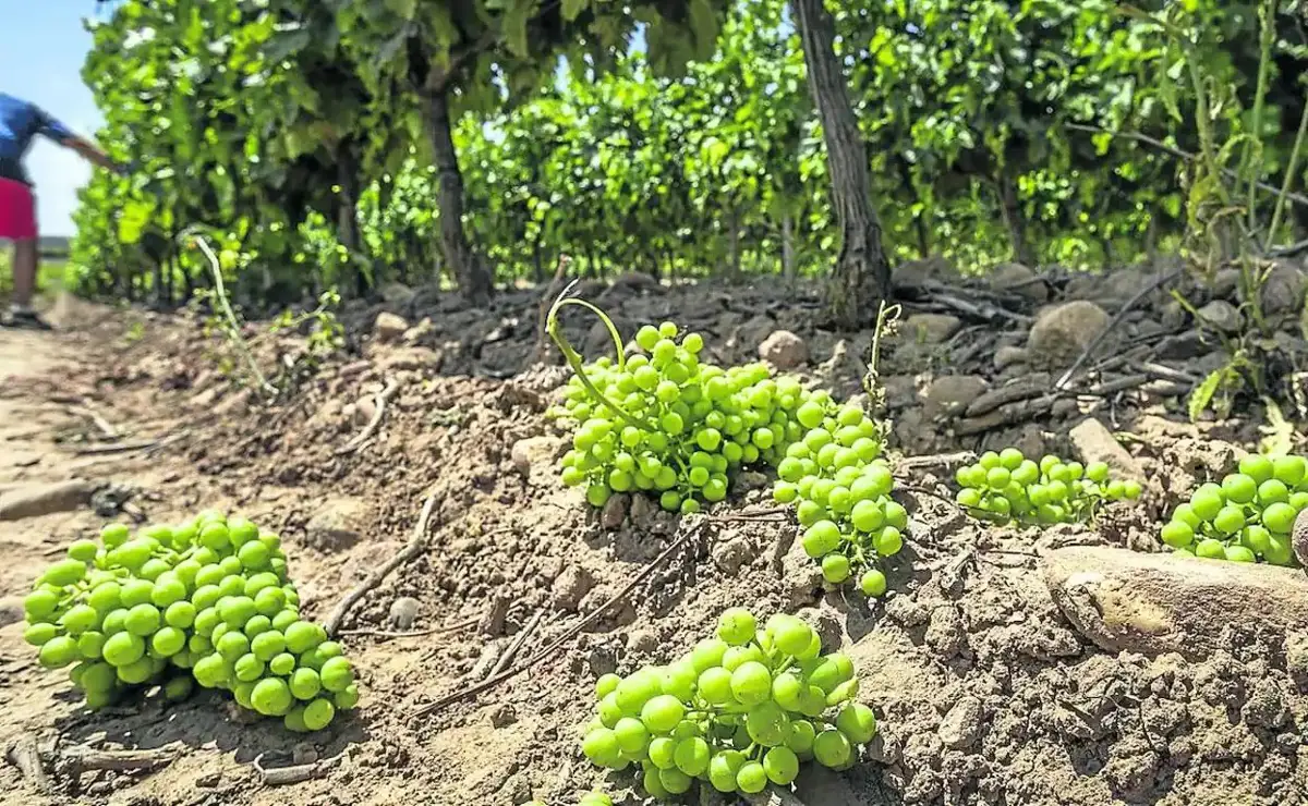 Las ayudas para la cosecha en verde se priorizarán para viticultores profesionales y quienes