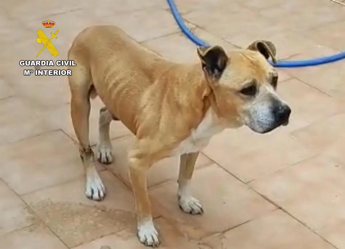 La Guardia Civil investiga a un ciudadano de Águilas por maltrato y abandono de dos perros