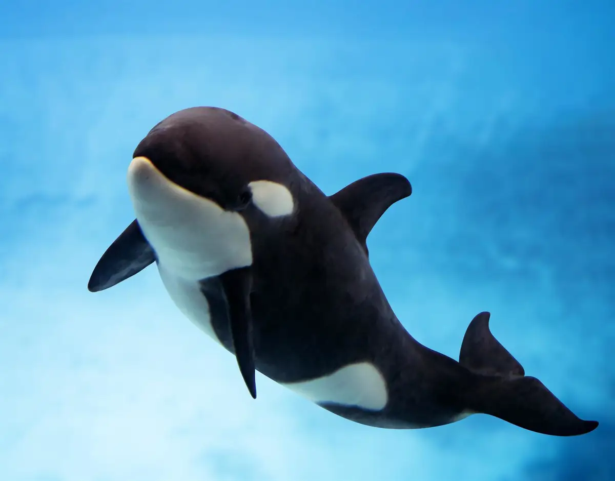 Loro Parque conmemora el primer aniversario de Teno, la cría de orca clave en la conservación