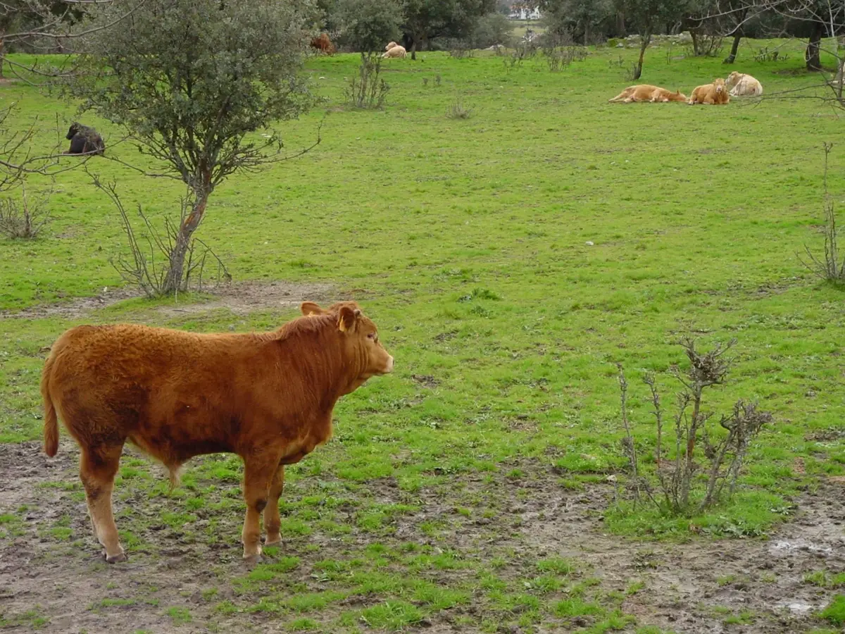 Agricultura destina casi 20 millones en ayudas agroambientales a 5.000 agricultores y ganaderos