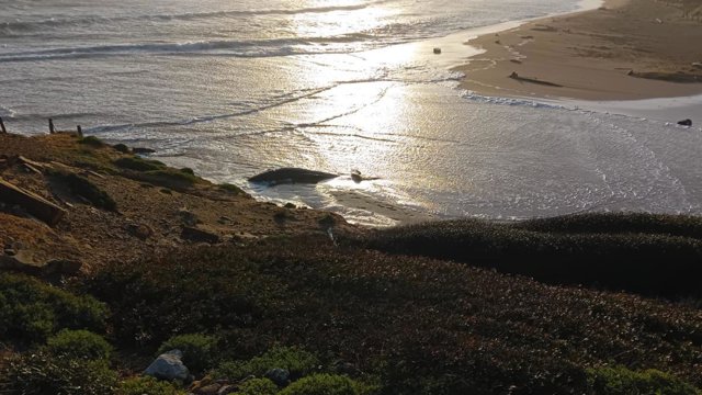 Un cachalote de cuatro metros aparece muerto en una playa al norte de Menorca