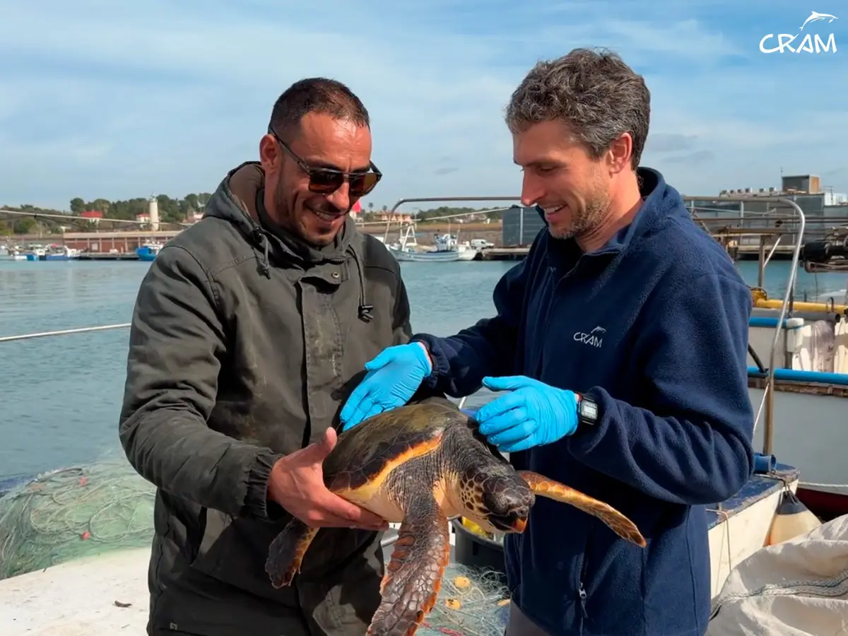 Recuperan 65 ejemplares de fauna marina en la costa catalana durante el primer trimestre de 2026