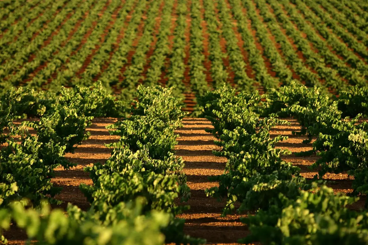 Convocan el primer premio nacional de periodismo sobre la ruta del vino y cava Ribera del Guadiana